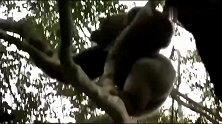 大猩猩家族一夫多妻，为讨好母猩猩小树下约会