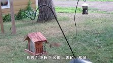 小松鼠为偷鸟食，直接被“发射”出去，太刺激了！