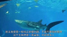 鲨鱼里的“傻白甜”，天天张着一米宽的大口，居然只吃素！