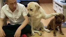 别看拉布拉多犬“老四”一天到晚迷迷糊糊，其实它挺聪明的
