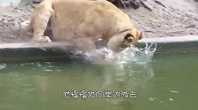 鸭子水中嬉戏，不料被狮子盯上，下一秒出人意料，镜头记录全过程