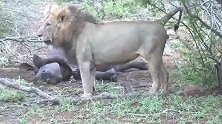 雄狮捕获大猎物，吃饱了在一边看管着！