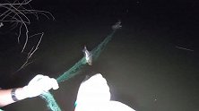 龚喜夜间水库收网，半斤多的大翘嘴一个接一个，真是太过瘾了