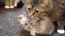 猫妈妈真是爱极了宝宝，看到主人过来都要把宝宝护怀里，生怕被抢