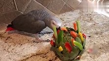 太贱了！小灰鹦鹉把菜蓟啃成了碎片，最后还做一个再见的动作