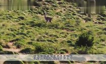4只美洲狮袭击羊驼,看似手到擒来,最后结局却意外反转!