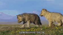 “狼狈为奸”我懂，但“狈”到底是什么动物看完恍然大悟