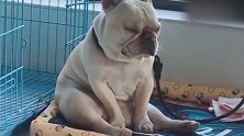 斗牛犬：这一天天的真熬狗，瞌睡死了