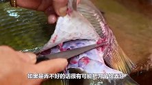 这鱼有多“硬骨头”？做成刀具轻松扎破易拉罐，杀猪都不在话下！