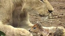 母狮不吃捕获的小鹿，表现很难理解，小鹿的命运让人揪心！
