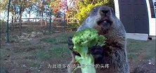 嚣张的地鼠每天跑去偷吃蔬菜，还站在监控前，画面太萌而走红