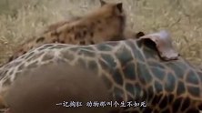 血海深仇！两只狮子直抄鬣狗巢穴，在场小鬣狗都难逃一死，解气！