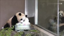 熊猫：这些冰都是我的谁也不许抢