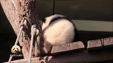 软绵绵的熊猫宝宝梦圆努力在镜头前卖萌，小小的一团超可爱