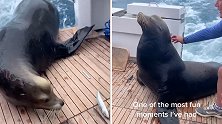 一头海狮跳上游艇吃游客投喂的小鱼 还让人抚摸