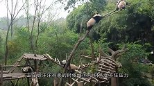 两只熊猫抢水桶，场面不忍直视，饲养员：能不能注意点形象？