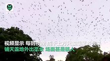 澳小镇上空被30万只蝙蝠包围 每到夜晚蝙蝠外出觅食，场面骇人