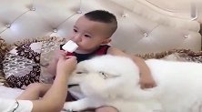 妈妈不让熊孩子吃雪糕，萨摩竟这样惯着宝宝，妈妈也没法了