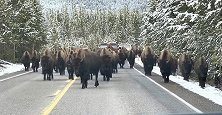 美国：不敢动！一辆汽车黄石公园附近被150头野牛包围