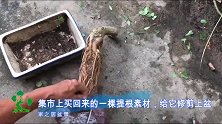 集市上买回来的提根素材，给它修剪一番，制作成盆景，价值翻倍