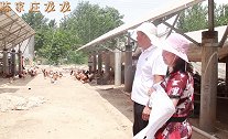 为做高品质变蛋，农村夫妻实地考察养鸡场，散养鸡看着就很好吃