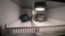 男子捡到2枚“绿蛋”，孵化后发现不对劲，一鉴定连忙送去动物园