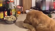 金毛在厨房里偷摸吃饺子，动作如此娴熟，一看就是惯犯！