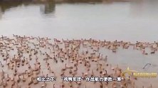 鸭子是灭蝗界天才吗？宁波鸭兵能否出国灭蝗？专家一一解答