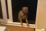 英国：一只迷糊小狗误以为玻璃门关着，伸爪子才发现没有玻璃
