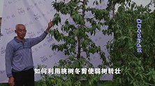 如何利用桃树冬剪使弱树转壮
