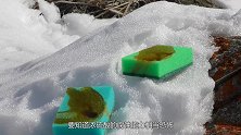 把浓硫酸倒进可乐里究竟会怎样？老外亲测，结局令人意想不到！