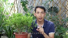 米兰花枝繁叶茂，就是不开花，原因只有2点