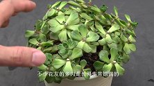 养多肉，预防虫害有“良药”，盆里撒一点，害虫不敢来！