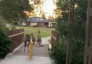 澳大利亚：袋鼠“街霸”！街头三只袋鼠挡住小路，遛狗者害怕远离