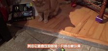 宠主家的猫，每次听到这个音乐就跑到他面前跪下，主人哭笑不得