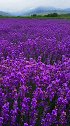 #新疆 #霍城 盛花期的薰衣草农田