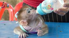 小猴（santa)心情不错，大口喝着奶水，乖巧的猴宝宝！