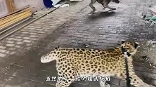 宠物豹子遇到狗狗，怂怂的样子太搞笑，网友：莫非这是被同化了
