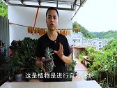 多肉的白霜有什么作用？为啥夏天会消失？全部告诉你