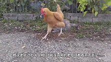 一只老鼠被猫堵在墙角收拾，老鼠不停的求饶，镜头拍下全过程