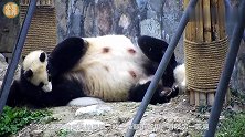 被熊团子缠着的熊猫妈妈：我为什么会有那么缠熊的孩子