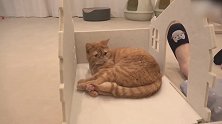 睡在地上的猫咪，这懒洋洋的样子，真可爱！