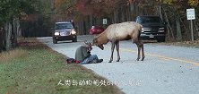 豺狼偷袭羚羊，羚羊痛到站不起来，镜头记录全过程