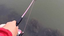 小胖娃用小鱼杆自己钓上一条超大的鱼，把旁边人都看傻了，好厉害