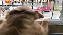 金毛趴窗户上看下雨了，主动把自己的鞋子拿来，下雨也能玩