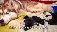 七只小奶猫被弃至森林等死，佛系哈士奇一一叼回家当起了奶妈