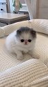 有财小朋友认认真真的坐好小奶猫的成长日记 我家毛孩子