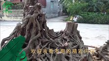 这样修整树桩很大胆，手法超然难得一见！枝干被凿刻的坑坑洼洼
