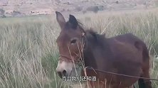 河北的骡子竟生了孩子，全村人都来围观，网友：这也能生？