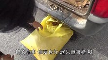 秋收接近尾声，杨爸又干啥活？午饭土豆炖鸡叉骨，荤素搭配才好吃